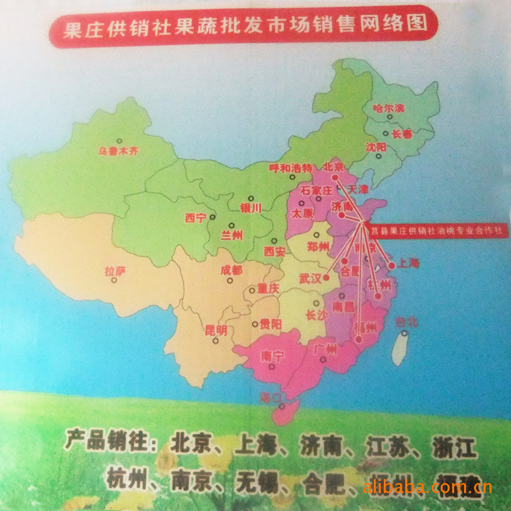 莒县果庄供销合作社油桃专业社 生态番茄上市，品质与价格全解析